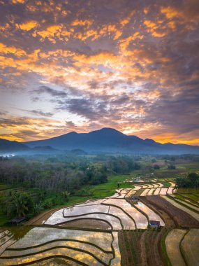 Beautiful morning view indonesia panorama landscape paddy fields with beauty color and sky natural light