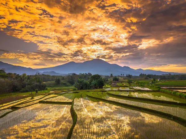 Beautiful morning view indonesia panorama landscape paddy fields with beauty color and sky natural light