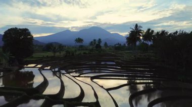 Beautiful morning view indonesia panorama landscape paddy fields with beauty color and sky natural light