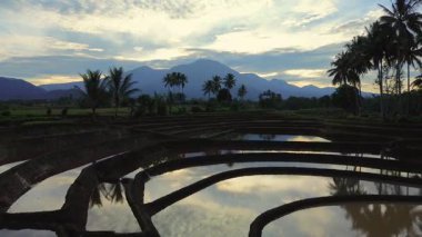 Beautiful morning view indonesia panorama landscape paddy fields with beauty color and sky natural light