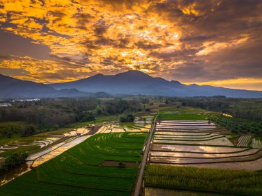 Beautiful morning view indonesia panorama landscape paddy fields with beauty color and sky natural light