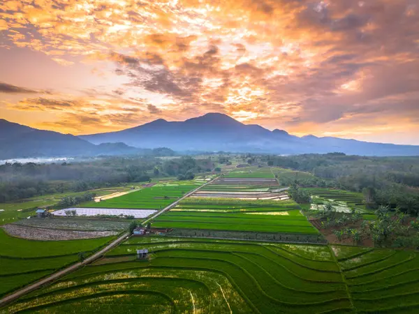 Beautiful morning view indonesia panorama landscape paddy fields with beauty color and sky natural light