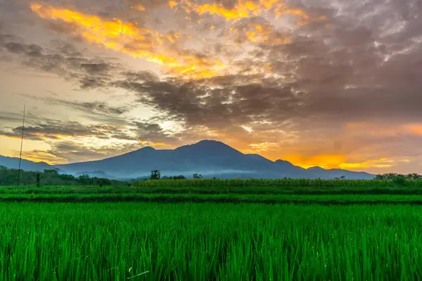 Beautiful morning view indonesia panorama landscape paddy fields with beauty color and sky natural light