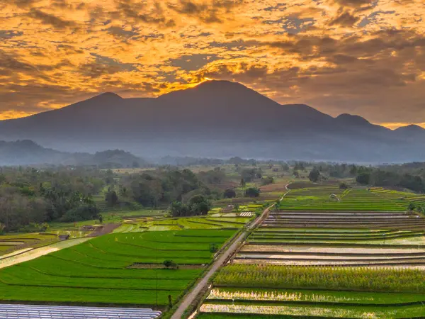 Beautiful morning view indonesia panorama landscape paddy fields with beauty color and sky natural light