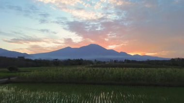 Beautiful morning view indonesia panorama landscape paddy fields with beauty color and sky natural light