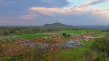 Beautiful morning view indonesia panorama landscape paddy fields with beauty color and sky natural light