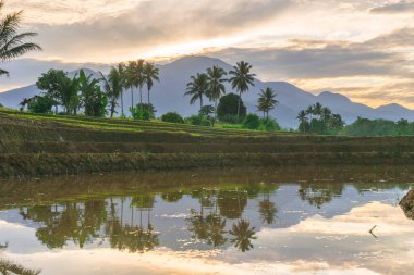 Beautiful morning view indonesia panorama landscape paddy fields with beauty color and sky natural light