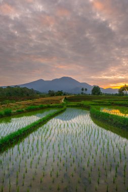 Beautiful morning view indonesia panorama landscape paddy fields with beauty color and sky natural light