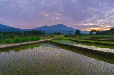 Beautiful morning view indonesia panorama landscape paddy fields with beauty color and sky natural light