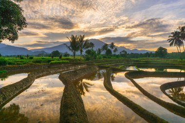 Beautiful morning view indonesia panorama landscape paddy fields with beauty color and sky natural light