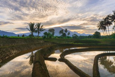 Beautiful morning view indonesia panorama landscape paddy fields with beauty color and sky natural light