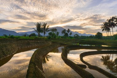 Beautiful morning view indonesia panorama landscape paddy fields with beauty color and sky natural light