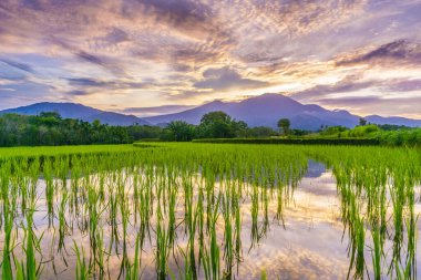 Beautiful morning view indonesia panorama landscape paddy fields with beauty color and sky natural light