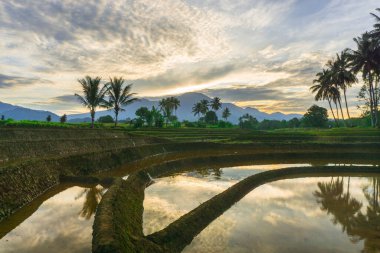 Beautiful morning view indonesia panorama landscape paddy fields with beauty color and sky natural light