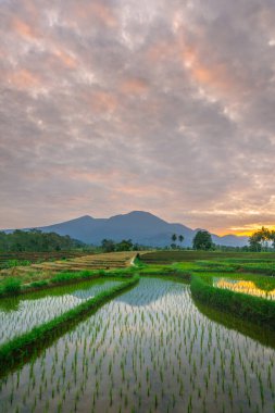 Beautiful morning view indonesia panorama landscape paddy fields with beauty color and sky natural light