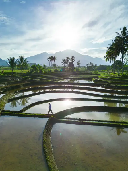 Beautiful morning view indonesia panorama landscape paddy fields with beauty color and sky natural light