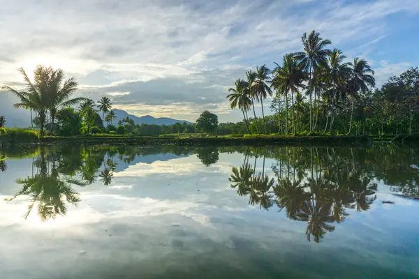 Beautiful morning view indonesia panorama landscape paddy fields with beauty color and sky natural light