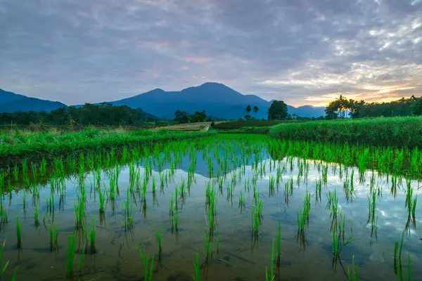 Beautiful morning view indonesia panorama landscape paddy fields with beauty color and sky natural light
