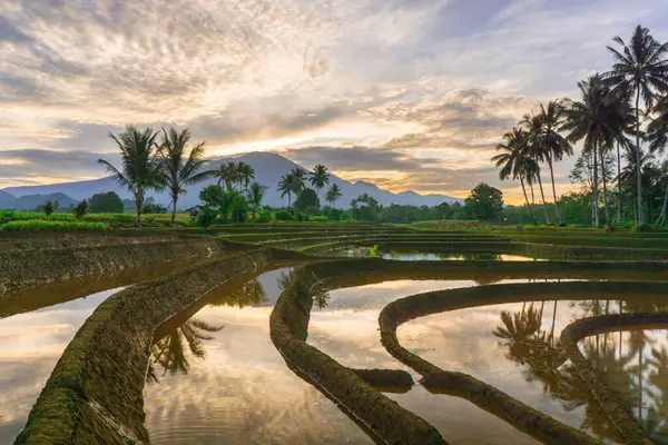 Beautiful morning view indonesia panorama landscape paddy fields with beauty color and sky natural light