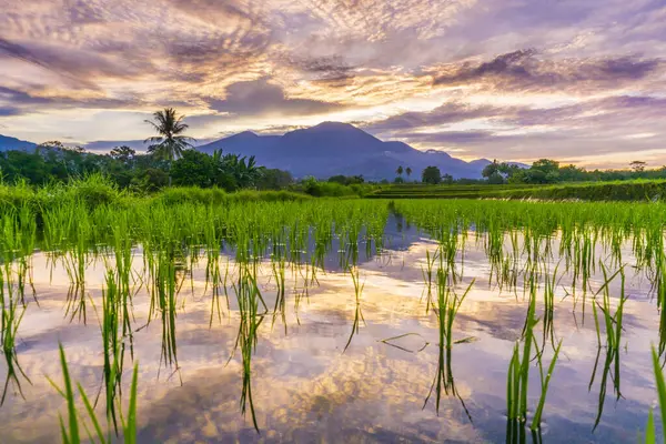 Beautiful morning view indonesia panorama landscape paddy fields with beauty color and sky natural light