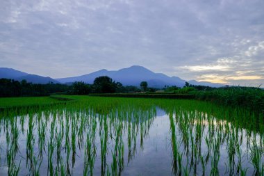 Beautiful morning view indonesia panorama landscape paddy fields with beauty color and sky natural light