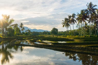 Beautiful morning view indonesia panorama landscape paddy fields with beauty color and sky natural light