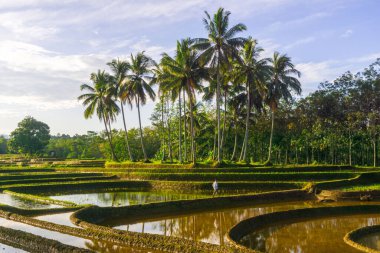 Beautiful morning view indonesia panorama landscape paddy fields with beauty color and sky natural light