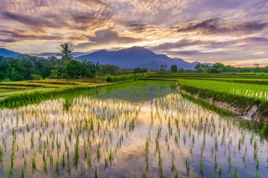 Beautiful morning view indonesia panorama landscape paddy fields with beauty color and sky natural light