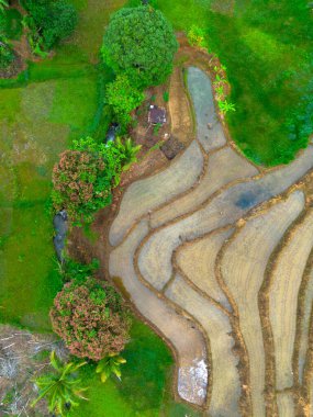 Beautiful morning view indonesia panorama landscape paddy fields with beauty color and sky natural light