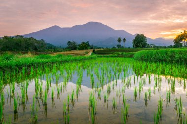 Beautiful morning view indonesia panorama landscape paddy fields with beauty color and sky natural light