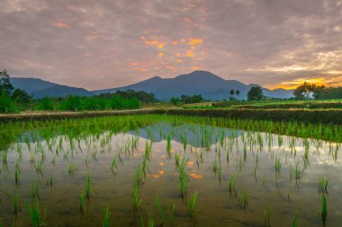 Beautiful morning view indonesia panorama landscape paddy fields with beauty color and sky natural light
