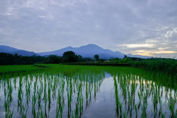 Beautiful morning view indonesia panorama landscape paddy fields with beauty color and sky natural light