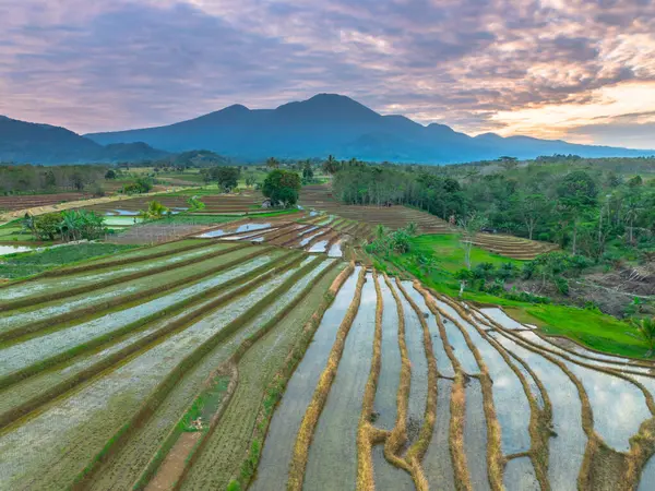 Beautiful morning view indonesia panorama landscape paddy fields with beauty color and sky natural light
