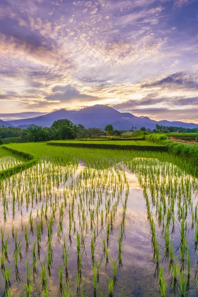 Beautiful morning view indonesia panorama landscape paddy fields with beauty color and sky natural light
