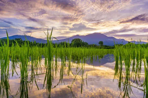 Beautiful morning view indonesia panorama landscape paddy fields with beauty color and sky natural light