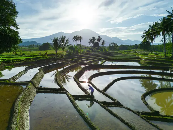 Beautiful morning view indonesia panorama landscape paddy fields with beauty color and sky natural light