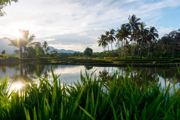Beautiful morning view indonesia panorama landscape paddy fields with beauty color and sky natural light