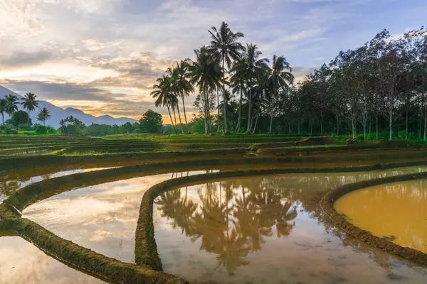 Beautiful morning view indonesia panorama landscape paddy fields with beauty color and sky natural light
