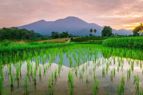 Beautiful morning view indonesia panorama landscape paddy fields with beauty color and sky natural light