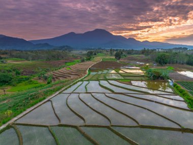 Beautiful morning view indonesia panorama landscape paddy fields with beauty color and sky natural light