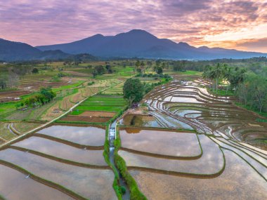 Beautiful morning view indonesia panorama landscape paddy fields with beauty color and sky natural light