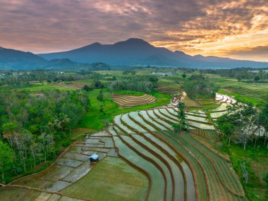 Beautiful morning view indonesia panorama landscape paddy fields with beauty color and sky natural light