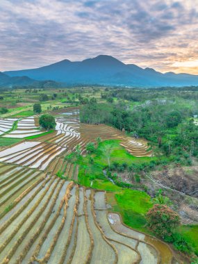 Beautiful morning view indonesia panorama landscape paddy fields with beauty color and sky natural light