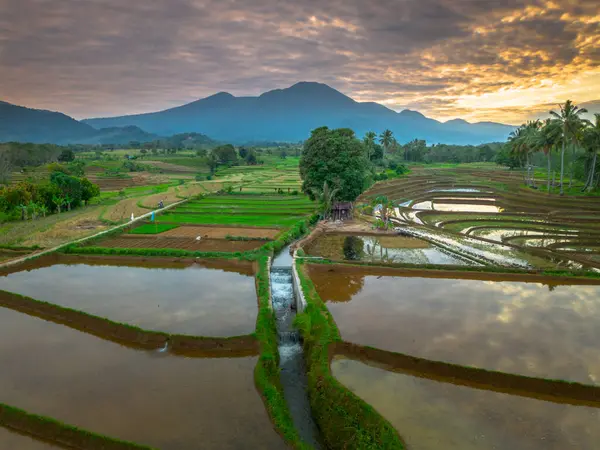 Beautiful morning view indonesia panorama landscape paddy fields with beauty color and sky natural light