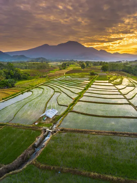 Beautiful morning view indonesia panorama landscape paddy fields with beauty color and sky natural light