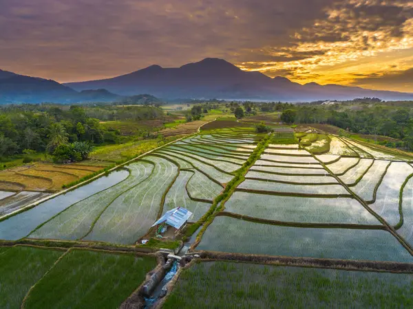 Beautiful morning view indonesia panorama landscape paddy fields with beauty color and sky natural light