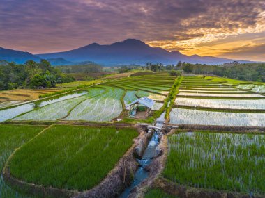 Beautiful morning view indonesia panorama landscape paddy fields with beauty color and sky natural light