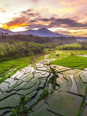 Beautiful morning view indonesia panorama landscape paddy fields with beauty color and sky natural light