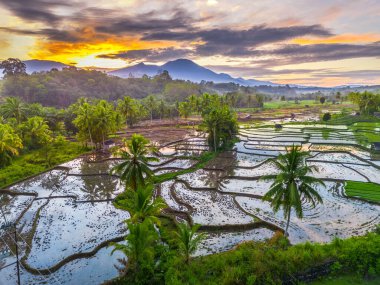 Beautiful morning view indonesia panorama landscape paddy fields with beauty color and sky natural light