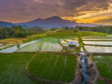 Beautiful morning view indonesia panorama landscape paddy fields with beauty color and sky natural light